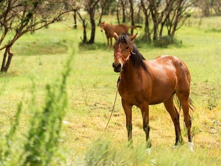 Home beautiful brown horses field 23 2148573809(1)
